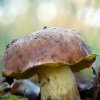 Boletus Impolitus-18